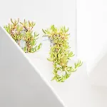 Agave Santorini Design Boutique Imerovigli (Santorini)