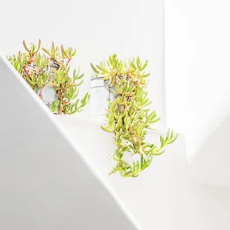 Agave Santorini Design Boutique イメロヴィグリ